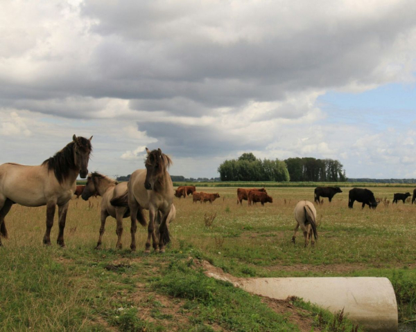 Noordwaard